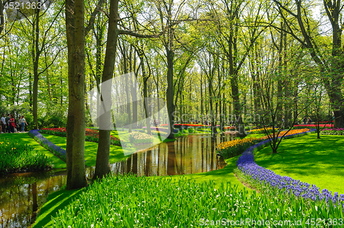 Image of Flower beds of Keukenhof Gardens in Lisse, Netherlands