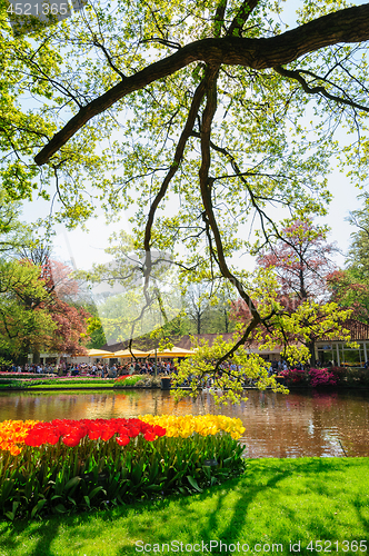 Image of Flower beds of Keukenhof Gardens in Lisse, Netherlands