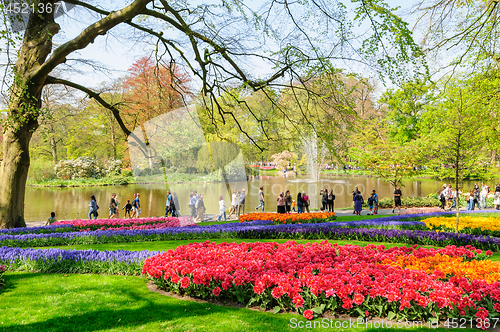 Image of Flower beds of Keukenhof Gardens in Lisse, Netherlands