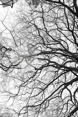 Image of tree branch silhouette on white background