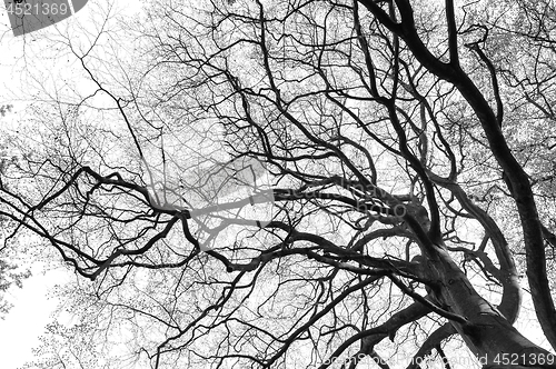 Image of tree branch silhouette on white background