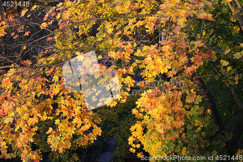 Image of Foliage of bright yellow autumn maple tree