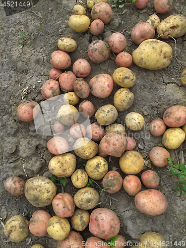 Image of Fresh organic potatoes on the ground