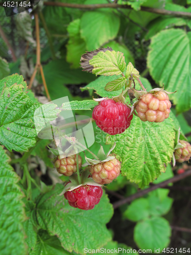 Image of Branch of raspberries in a summer garden     