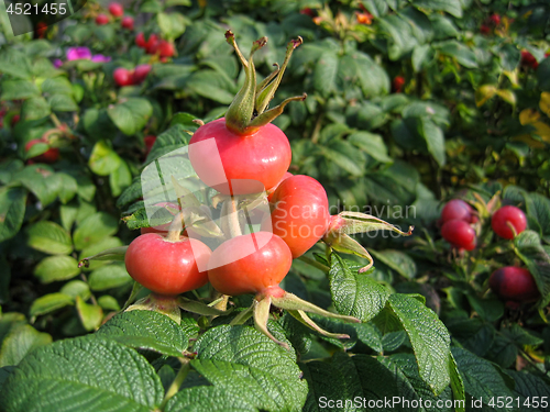 Image of Dog-rose berries. Dog rose fruits (Rosa canina). Wild rosehips.