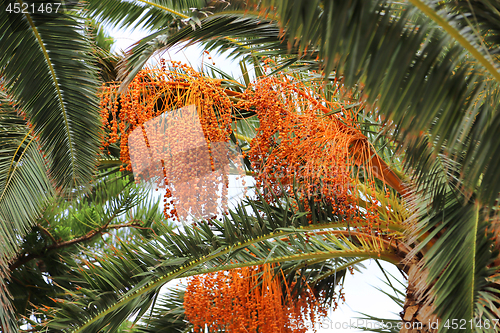 Image of Palm tree with bright orange fruits