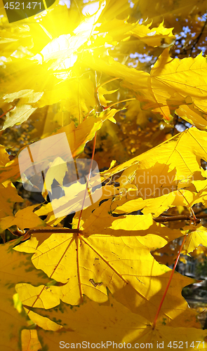 Image of Bright yellow foliage of maple tree