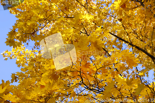 Image of Beautiful branches of bright yellow autumn maple