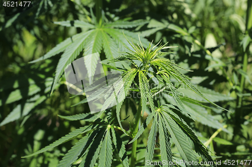 Image of Green fresh foliage of cannabis plant (hemp, marijuana)