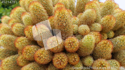 Image of Nature background with prickly cactus