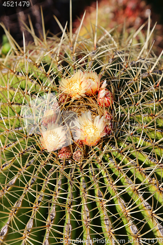 Image of Large cactus with yellow flowers