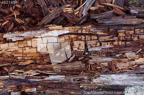 Image of Collapsing trunks of fallen trees