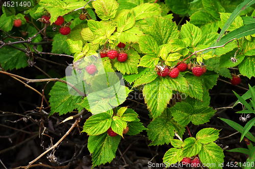 Image of Raspberry bush with bright ripe berries 