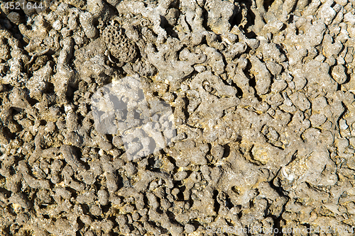 Image of close up of hard stony coral