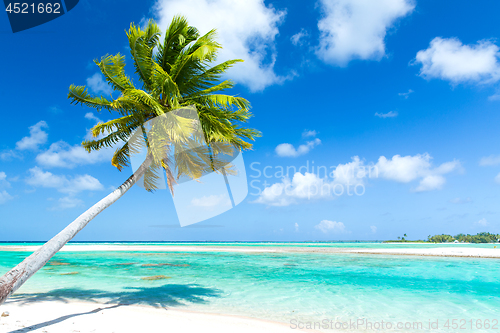 Image of tropical beach with palm tree in french polynesia