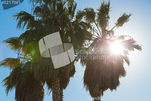 Image of palm trees over sun at venice beach, california