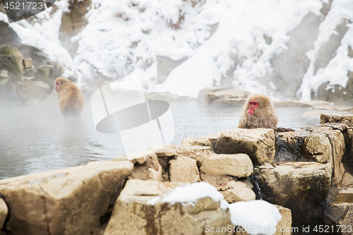 Image of japanese macaques or snow monkeys in hot spring