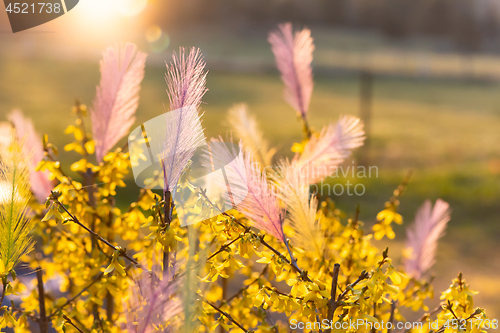 Image of Easter feathers