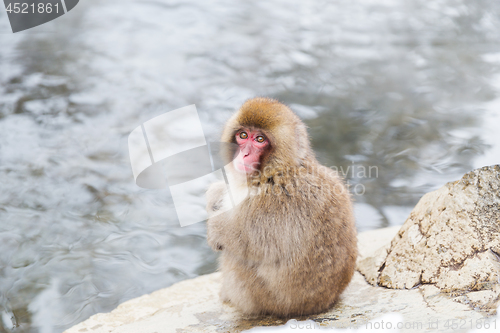 Image of japanese macaque or snow monkey in hot spring