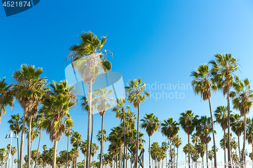 Image of palm trees at venice beach, california