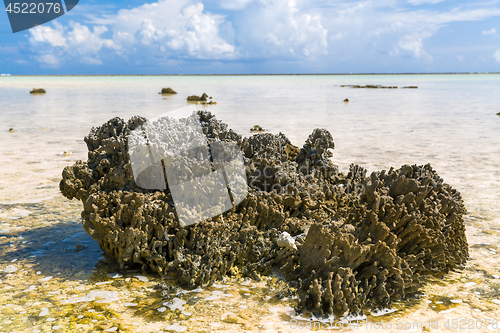 Image of hard stony coral on beach in french polynesia