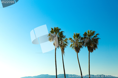 Image of palm trees over sky at venice beach, california