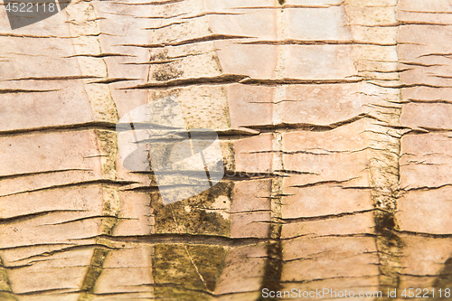 Image of tree bark or wooden surface background