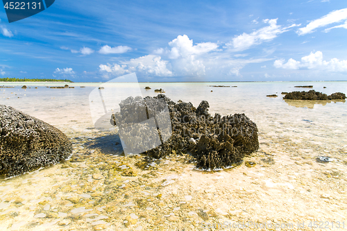 Image of hard stony coral on beach in french polynesia