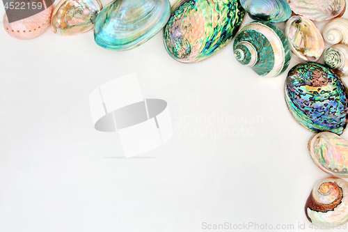 Image of Seashell Background Border