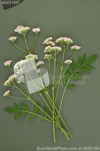 Image of Valerian Herb Flowers