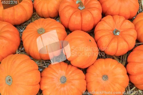 Image of Thanksgiving Pumpkins symbols  