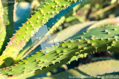 Image of close up of aloe plant growing outdoors