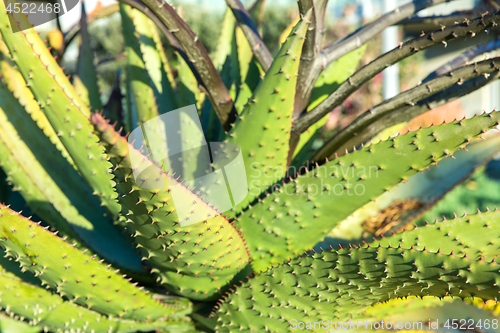 Image of close up of aloe plant growing outdoors