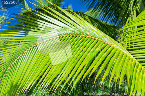 Image of green palm tree branch