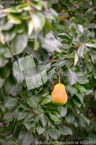 Image of Ripe organic pear on a green branch in the garden.