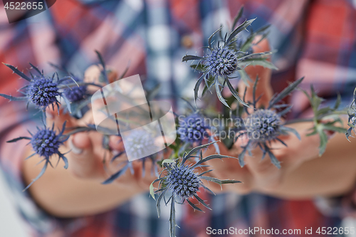 Image of Female hands with blue flower eryngium