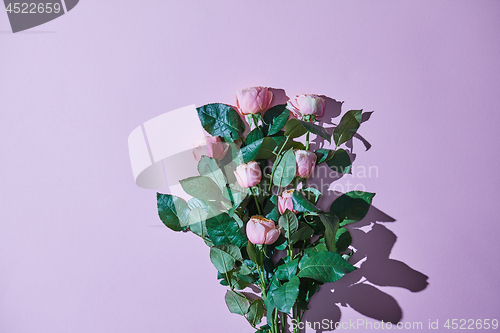 Image of Bouquet of pink roses. Reflection of a shadow on a violet background.