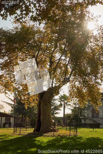 Image of big old tree Istanbul, Turkey