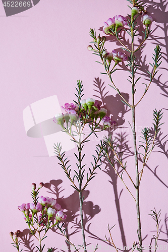 Image of Pattern from the branches of spring pink flowers on a pink background