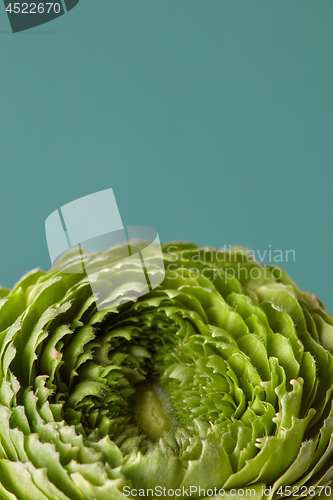Image of green flower on a gray background