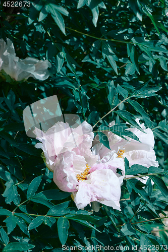 Image of peony flower head in garden with green leaves