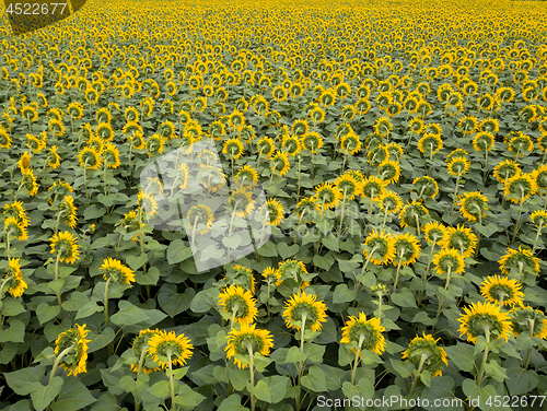 Image of Aerial view from drone to a wonderful field of sunflowers by summertime at sunset.