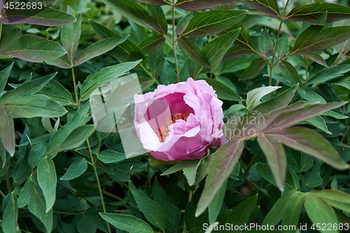 Image of A pink peony flower blooming on a bush, shot close-up against a background of green foliage in the summer in a botanical garden.