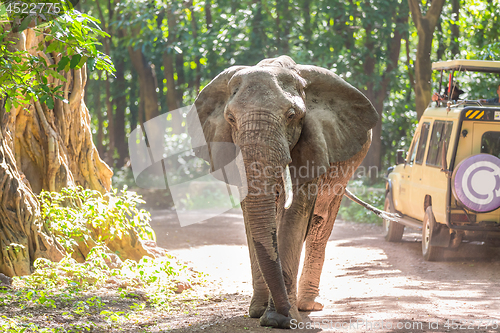 Image of Wild african elephant beeing observed by tourist from open roof jeep on wildlife safari.