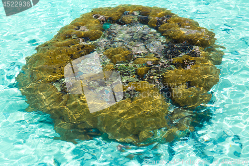 Image of sponge in ocean water of french polynesia