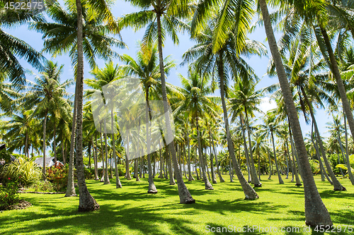Image of palm trees on tropical island in french polynesia