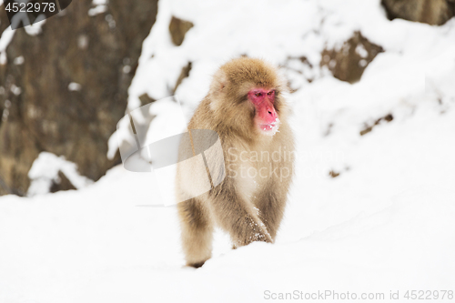 Image of japanese macaque in snow at jigokudan monkey park