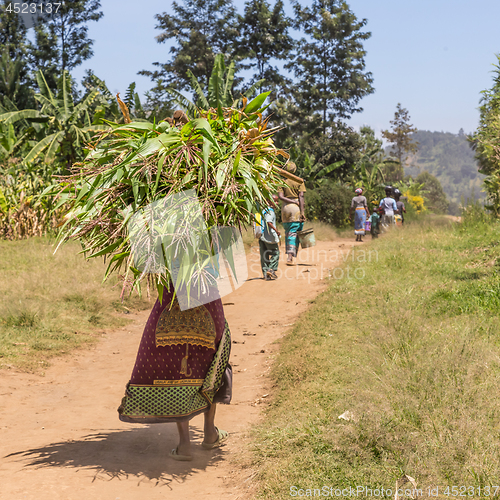 Image of Rural black african woman carries a bundle of harvested sugar cane on her head.