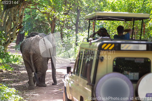 Image of Wild african elephant beeing observed by tourist from open roof jeep on wildlife safari.