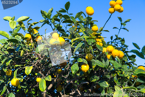 Image of lemon tree over blue sky